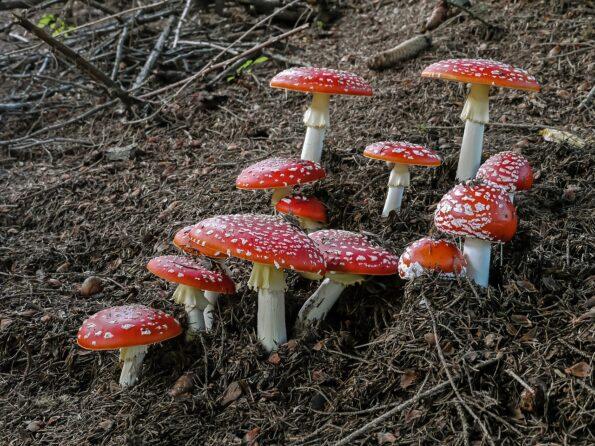 amanita, muscaria, amanita muscaria, mushrooms, amanitas, red, nature, danger, toxic, poisonous, poison, mushroom, autumn woods, undergrowth, excursion, spotted, forest mushrooms, forest