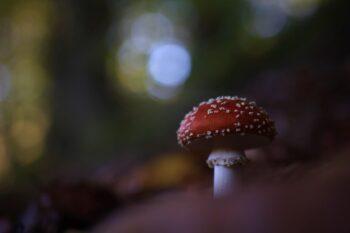 Getrockneter Fliegenpilz – Die Welt des getrockneten Amanita muscaria entdecken
