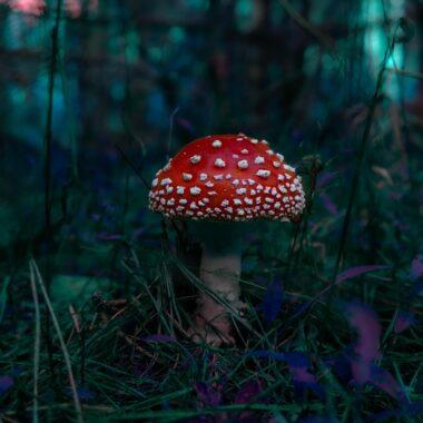 Darf man Fliegenpilz kaufen – Kann ich Fliegenpilz kaufen und wie geht das?