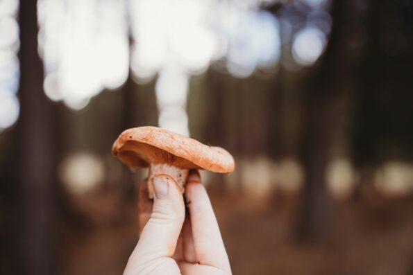 Hand holding a single orange mushroom outdoors