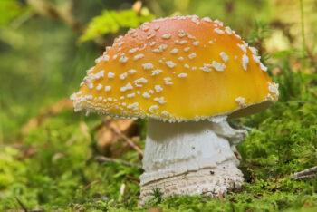 Fliegenpilz rauchen – Kann Fliegenpilz (Amanita Muscaria) geraucht werden?