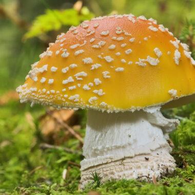 Muscimol – Was ist der Wirkstoff im Fliegenpilz?