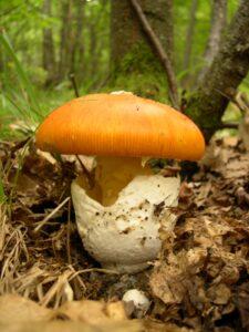 Fliegenpilz rauchen – Kann Fliegenpilz (Amanita Muscaria) geraucht werden?