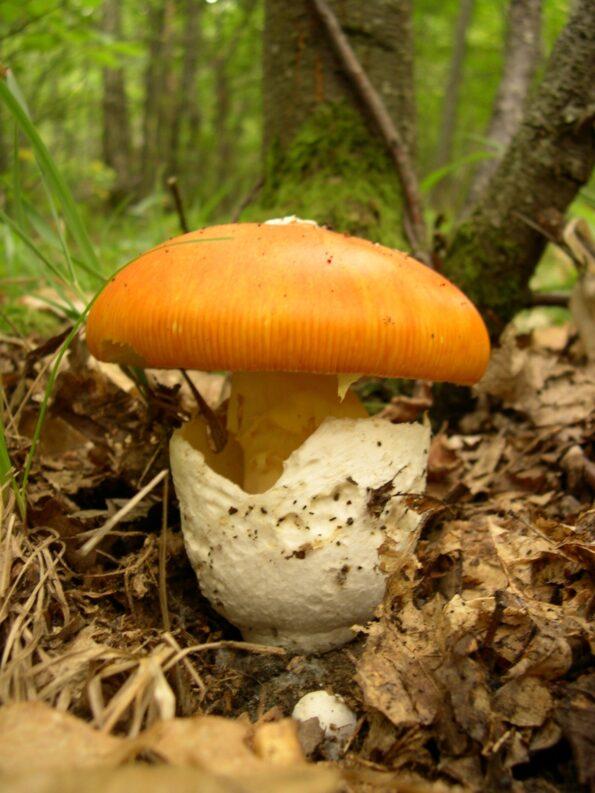 Kaiserling im Wald – essbarer Fliegenpilz-Verwandter