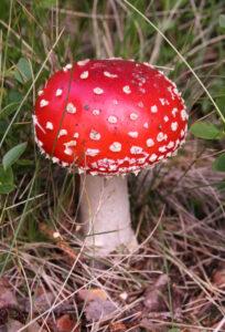 Fliegenpilz rauchen – Kann Fliegenpilz (Amanita Muscaria) geraucht werden?