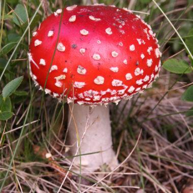 Fliegenpilz Gift – Was macht Amanita muscaria giftig?