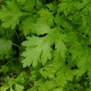 Neu aus unserem Team: Artemisia annua auf artemisia-kaufen.de