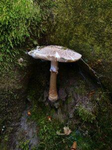 Fliegenpilz rauchen – Kann Fliegenpilz (Amanita Muscaria) geraucht werden?