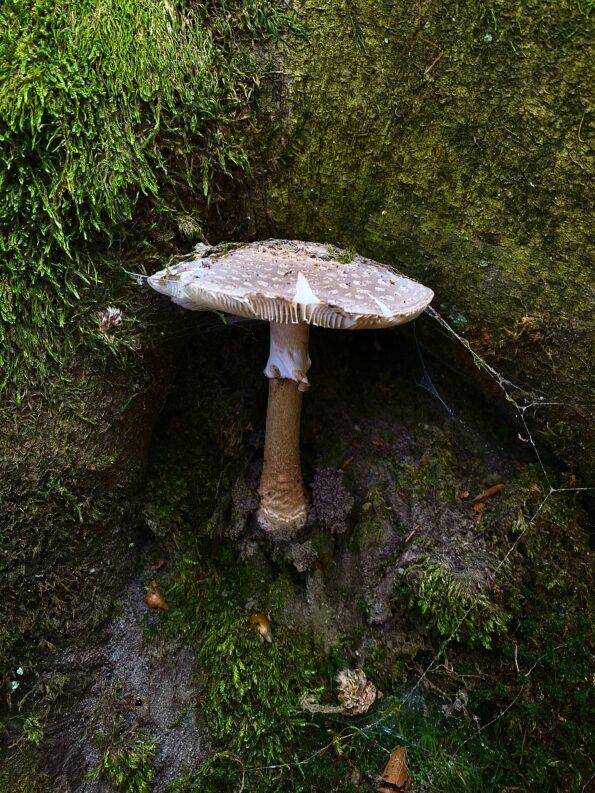 Perlpilz Amanita rubescens im Wald