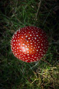 Fliegenpilz rauchen – Kann Fliegenpilz (Amanita Muscaria) geraucht werden?